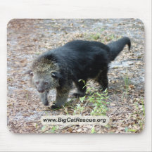 003Bearcat Mus Mattor