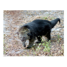003Bearcat Vykort