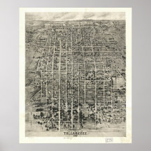 1926 Tallahassee, FL-fåglar synar beskådar panoram Print