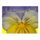 22 Pansy Blue Yellow Postcard