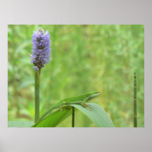 24" x 18" den gröna Anole ödlan med Pickeral rusar Affisch