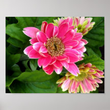 2 djupt - rosa Dahlias Affischer