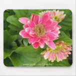 2 djupt - rosa Dahlias Musmatta