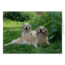 2 guld- Retrievers som lägger i gräs Hälsnings Kort