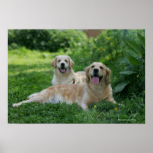 2 guld- Retrievers som lägger i gräs Print