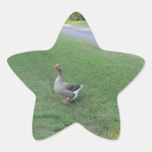 311778_135733203190700_1619317750_n.jpg star sticker
