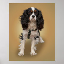469A - HUND PÅ LUTNINGEN (16x20) Affischer