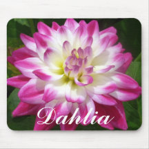 4 hallon kantad Dahlia Musmattor