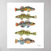 5 sötvattens- Darters Affisch