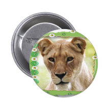 85 african-lion-st-patricks-0064 knapp med nål