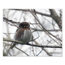 8X10 Owl - nordlig Pygmy Foto