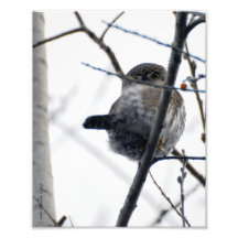 8X10 Owl - nordlig PygmyOwl Fotografiska Tryck