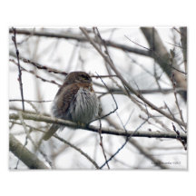 8X10 Owl - nordlig PygmyOwl Konstfoto