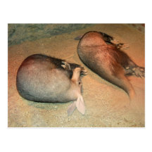 Aardvarksvykort
