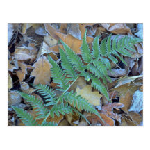 Abstrakt Glasera-täckt fern på skoggolv Vykort