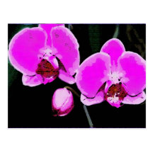Abstrakt rosa Orchid Vykort