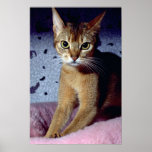Abyssinian Print