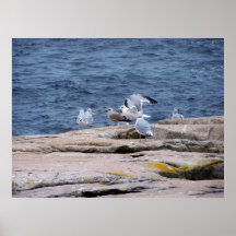 Acadianationalpark Maine Affischer