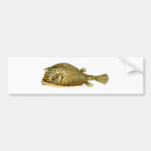 Acanthostracion_quadricornis.jpg Bildekal