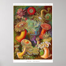 Actiniae (anemon) print