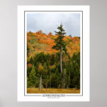 Adirondack skogaffisch