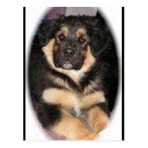 adoptable_GSD_mixvykort