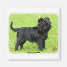 Affenpinscher 9R095D-093 Kylskåps Magneter