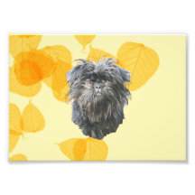 Affenpinscher på bladguld fototryck