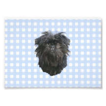Affenpinscher på blåttGingham Fotografier