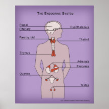 affisch 16x20 av Endocrinesystemet