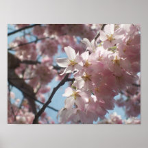 Affisch: Den Upclose rosan blommar på ett träd