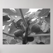 Affisch för B&W-figträd