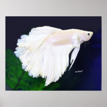 Affisch för platinaBetta fisk