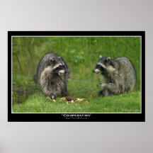 Affisch för RACCOONSfototryck