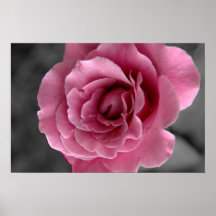 Affisch för rosa ros II