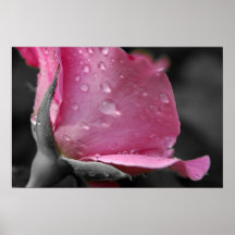 Affisch för rosa ros II