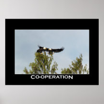 Affisch för SAMARBETSörnfoto
