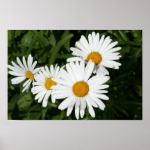 Affisch för Shasta daisy