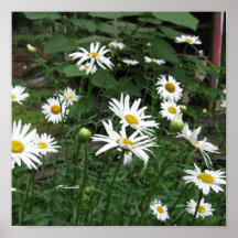 Affisch för Shasta daisy