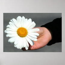 Affisch för Shasta daisy