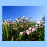 Affisch - Kalifornien vildblommar affischer