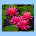 Affisch - rosa näckrosor/lilypads affischer