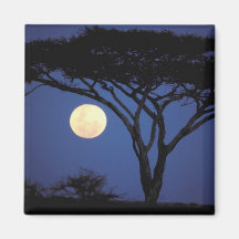 Afrika Tanzania, Tarangire. Acaciaträd in Kylskåpsnagnet