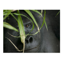 Afrika Uganda, Bwindi ogenomtränglig medborgare 6 Vykort