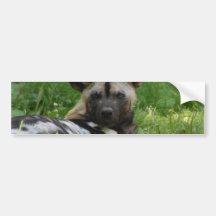 Afrikansk bildekal för vildhundfoto
