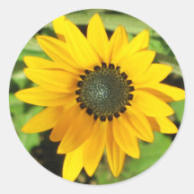Afrikansk daisyklistermärke