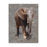 Afrikansk elefant
