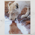 Afrikansk lejonreflexion custom flyer