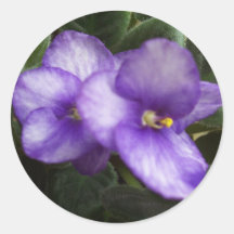 Afrikansk Violetsklistermärke