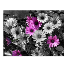 Afrikansk vykort för daisyBW-blommigt